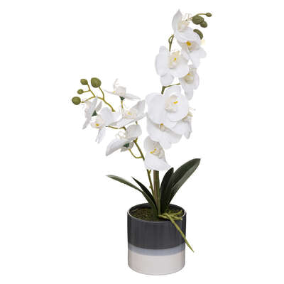 Orchidea kék-fehér kaspóban 45cm | Rendeld meg online! - Stile Int