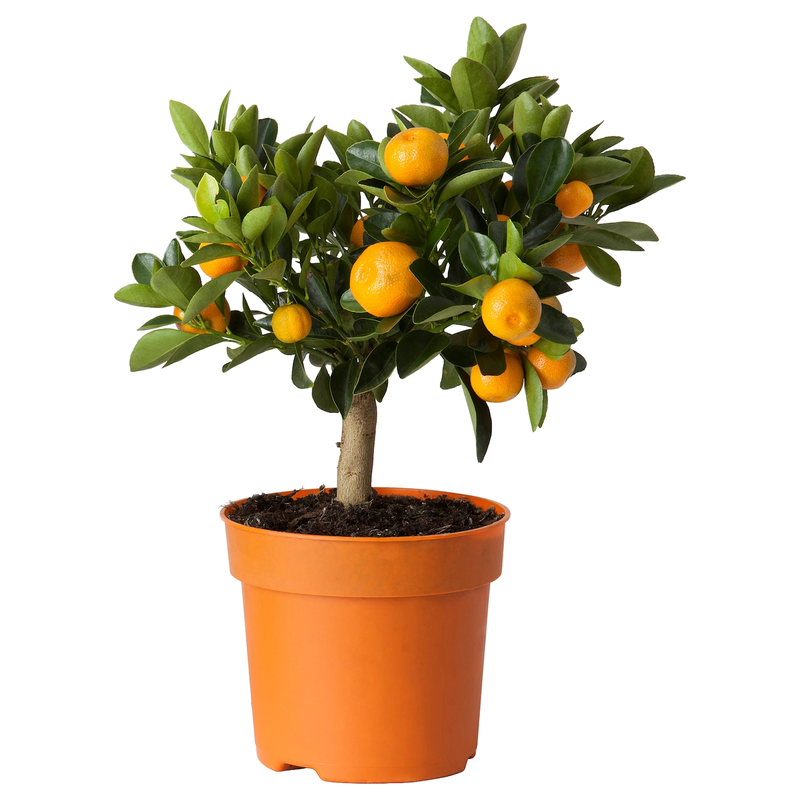 CITRUS Cserepes növény, Kalamondin, 15 cm - IKEA