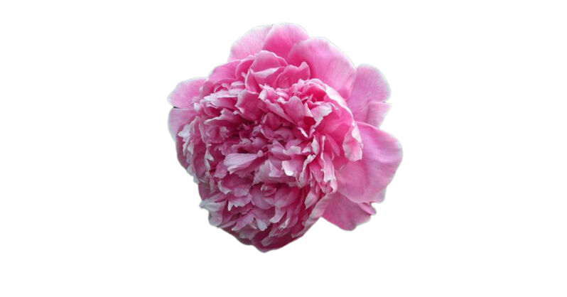 Paeonia lactiflora 'Koningin Wilhelmina' – Illatos bazsarózsa