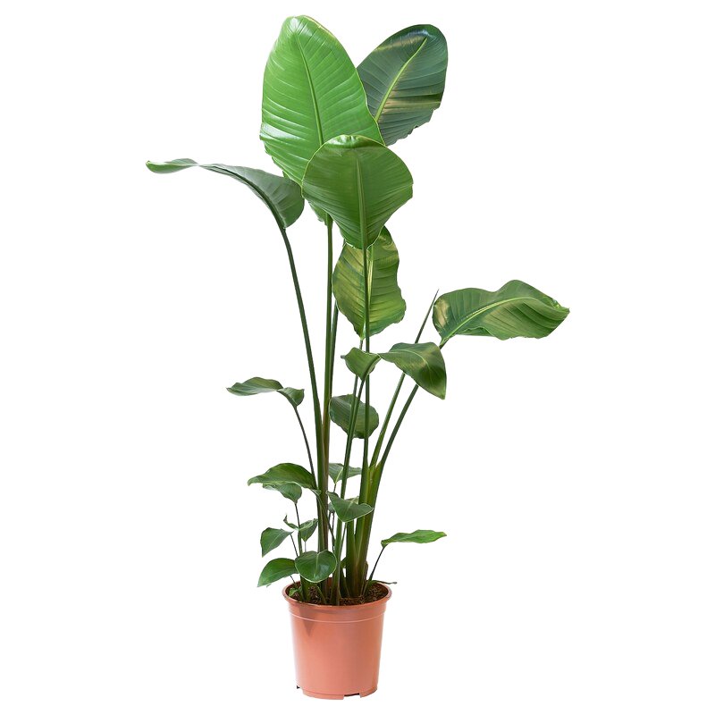 STRELITZIA Növény, strelitzia, 27 cm - IKEA